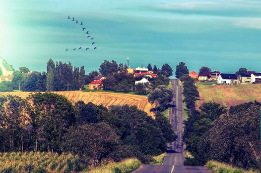 It seems endless road with the houses in the back and the birds High quality photo
