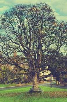 A tree in a grassy area. High quality photo