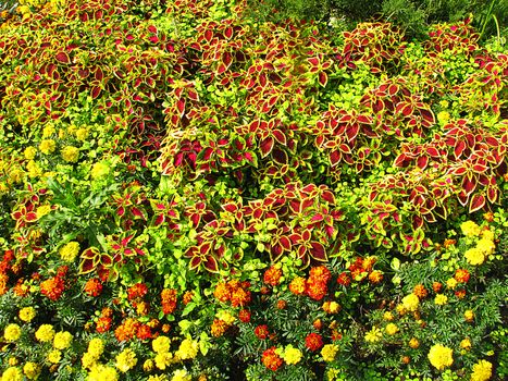 Beautiful flower bed on the street
