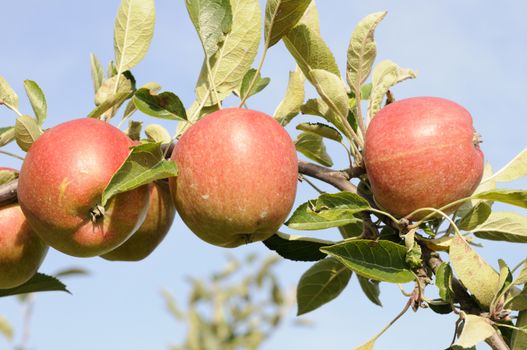 Ripe apples on a branch, Altes Land, Lower Saxony, Germany.