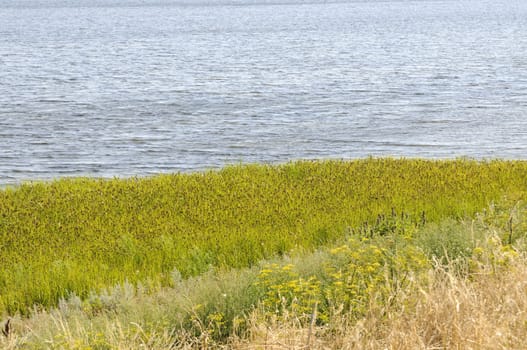 Salt marsh on the island of Poel, Germany.