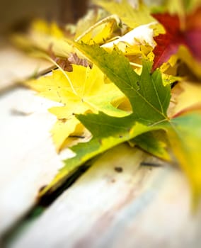 Autumn leaves abstract closeup with copy space. Ideal for your crative background.