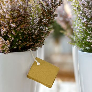 Pots with heather planst at the flower shop with empty label. Gardening and planting concept. Shallow DOF.