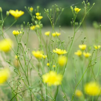 Amazing yellow flowers, in spring, with blurred background.