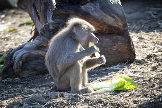 An adolescent Hamadryas Baboon eating food in the outdoors