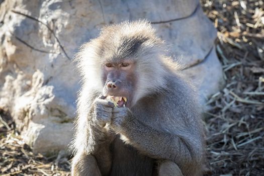 An adolescent Hamadryas Baboon eating food in the outdoors