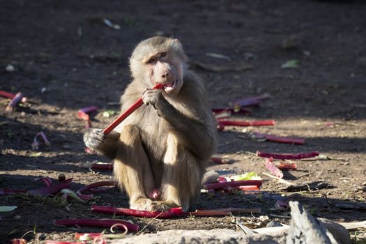 An adolescent Hamadryas Baboon eating food in the outdoors