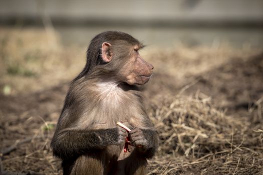 An adolescent Hamadryas Baboon eating food in the outdoors