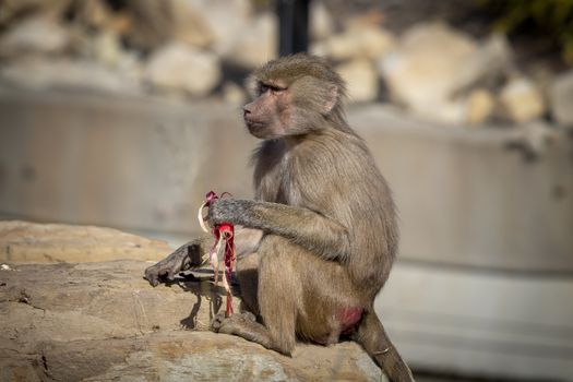 An adolescent Hamadryas Baboon eating food in the outdoors