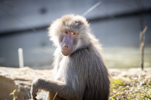 An adolescent Hamadryas Baboon relaxing in the sunshine
