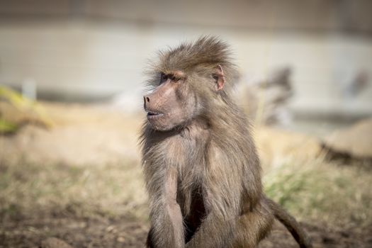 An adolescent Hamadryas Baboon relaxing in the sunshine