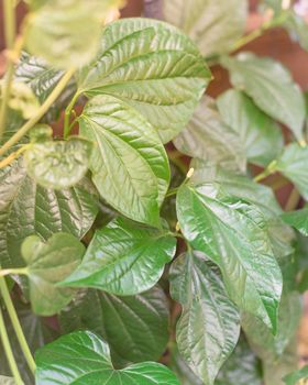 Betel vine growing on bamboo trellis and fence at organic garden near Dallas, Texas, America. It is a vine of the family Piperaceae, which includes pepper and kava