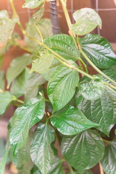 Close-up betel (or paan leaf) leaves growing on fence at organic garden near Dallas, Texas, America. It is a vine of the family Piperaceae, which includes pepper and kava