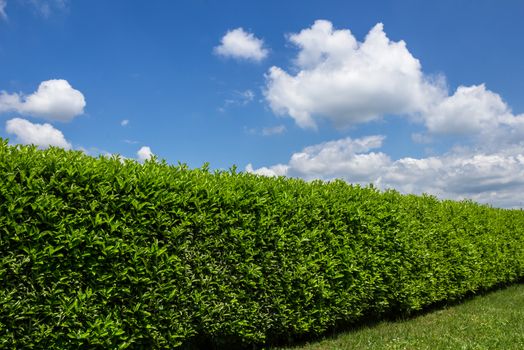 Green hedge in a garden, with blue sky and white clouds as background. Space for text.
