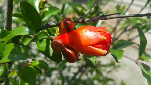 Closeup with selective focus on red flower with stamens and green leaves in background