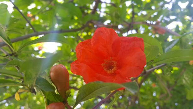 Closeup with selective focus on red flower with stamens and green leaves in background