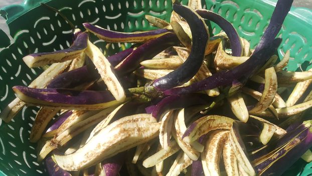 Closeup view of long slices of frsh brinjals placed in a green plastic basket over a grey concrete floor. Slices brinjals ready to be cooked for tradition home made dish