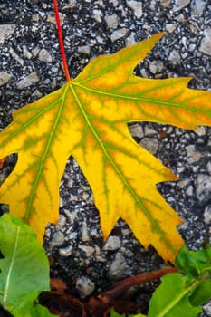 A yellow maple leaf lies on the road. Fall