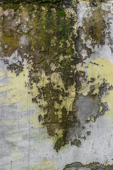 Grungy wall background. Paint cracking off wall with mold and moss underneath.