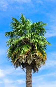 Single palm tree on clear blue sky background.