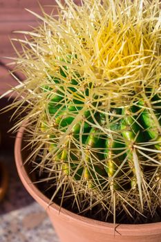 Cactus thorns. Close up thorns of cactus. Cactus Background. Shallow depth of field.