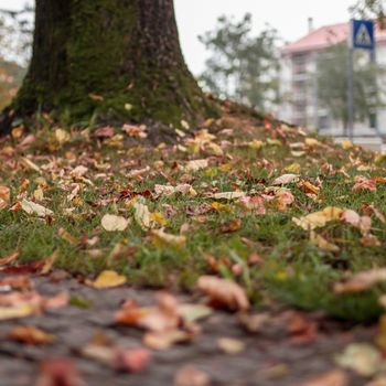 Fallen leaves at the foot of a tree in a city park, in autumn.