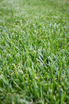 Front view of a meadow of grass just cropped.