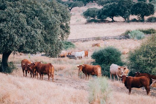 cows and bulls in the pasture of extremadura.