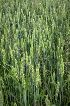 Top view of a wheat field with ears Top view of a wheat field with ears newborn.