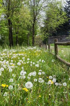 Vertical composition of a glimpse of Italian countryside, in the spring.