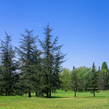 Beautiful morning light in public park with green grass field.