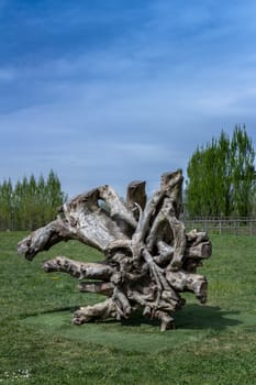 Gnarled tree trunk used as a modern sculpture.