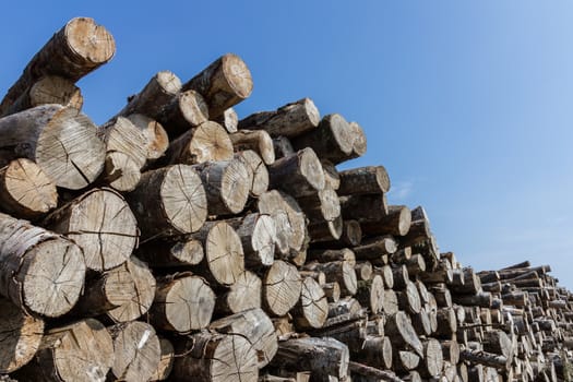 Big pile of logs on a blue sky background
