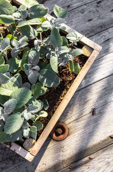 Sage plants in a wooden pot on a grunge table. Shallow depth of field. Top view.