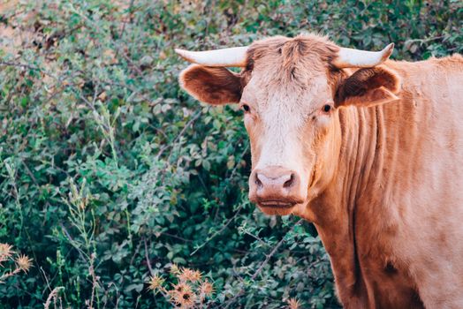 close-up portrait of a cow with copy space for text