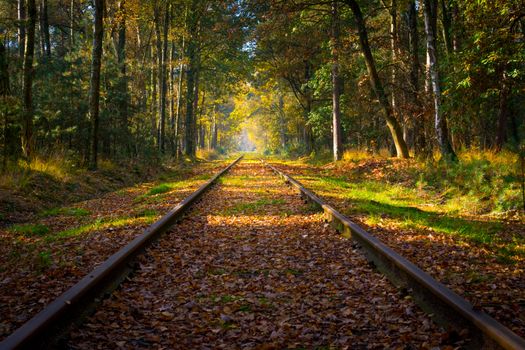 Empty railroad track through the forest in autumn (fall) on a sunny day, vanishing point. Beauty in nature and seasons.