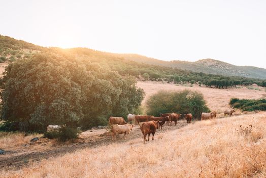 cows and bulls in the pasture of extremadura.