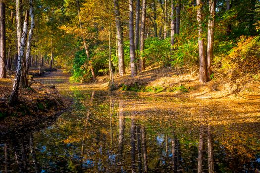 Autumn forest on a sunny day at the waterfront, river in the woodlands. Beauty in nature and seasons.