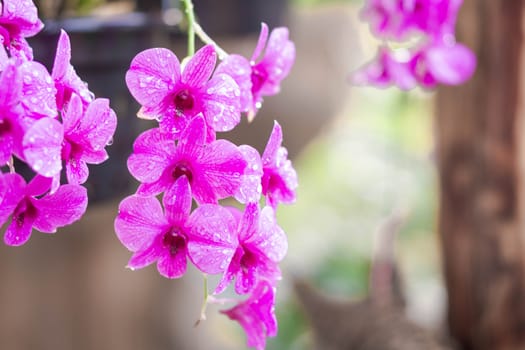 Closeup purple orchid flower in the garden, selective focus