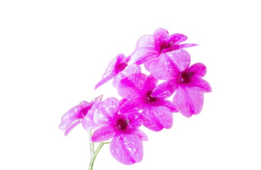 Closeup purple orchid flower on white background