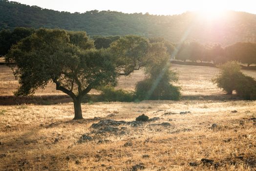 oaks in the dehesa of Extremadura.