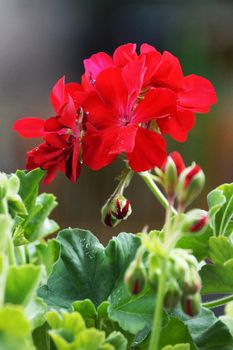 red geranium flowers close up on nature background.