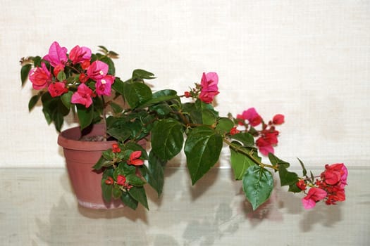 pink blooming bougainvillea in a pot on a light background.