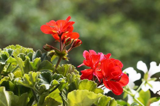 red geranium flowers close up on nature background.