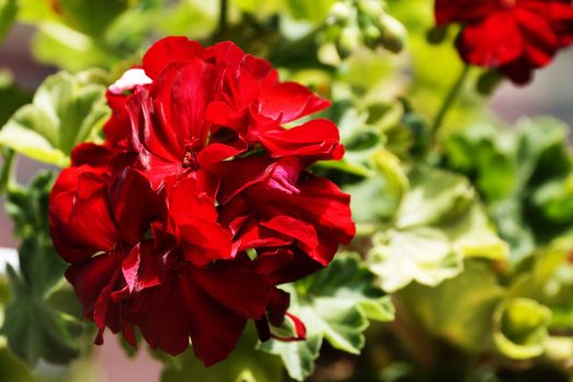 red geranium flowers close up on nature background.