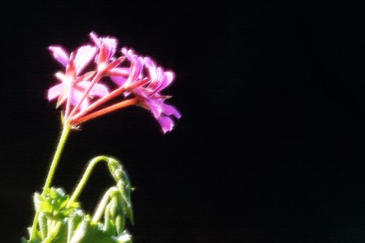 defocused photo, pink pelargonium flowers on black background.