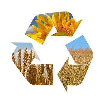 Illustration recycling symbol of agriculture crop, sunflower, wheat, rapeseed, isolated on white background