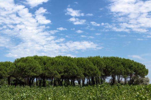 Group of mediterranean pine trees and on the background a bright sky with clouds.