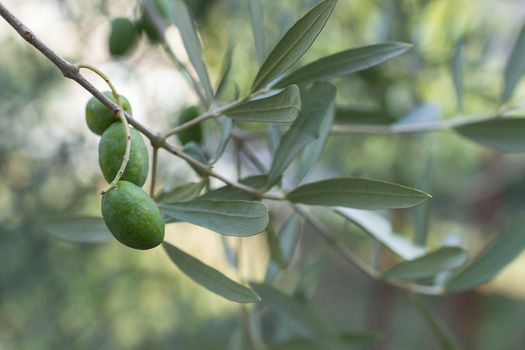 Extreme close-up of an olive branch with three olives
