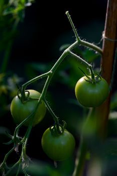 3 green cherry tomatoes growing against a cane in a greenhouse. Unripe but back and side lit by the sun coming in through the glass at golden hour.